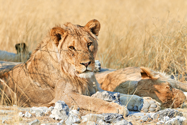 Lion resting in Etosha National Park Namibia during daylight ho Digital Download