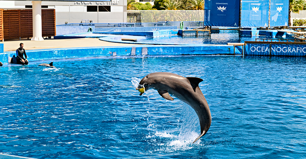 Dolphins perform tricks at Oceanografic in Valencia Spain Digital Download