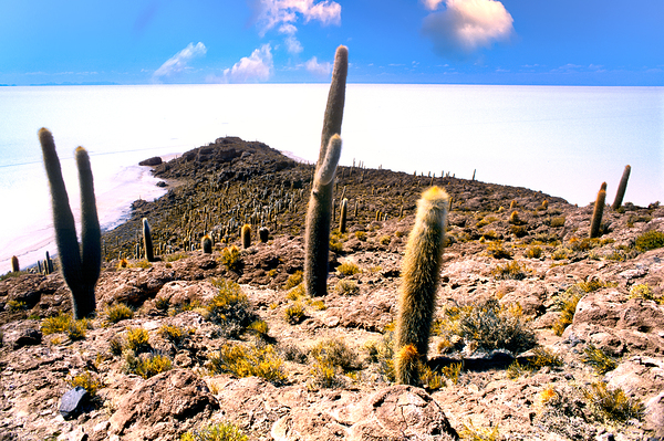 Cactus island in a vast white salt flat under blue sky. Digital Download