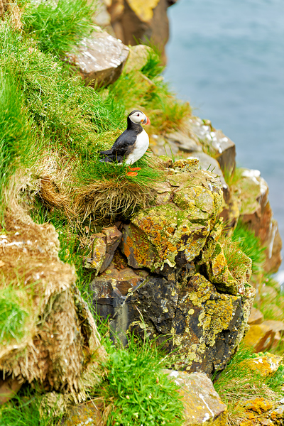 Puffin stands on rocks by the sea in Borgarfjordur Eystri Digital Download