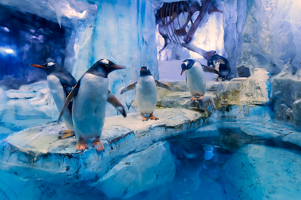 Penguins play on ice near water with a skeleton exhibit in Dubai Digital Download