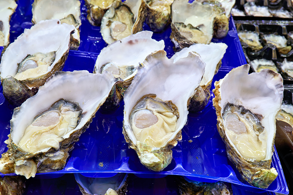 Freshly shucked oysters on blue plastic trays. Digital Download