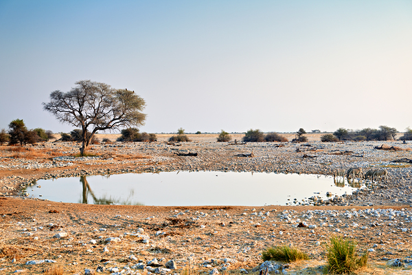 Zebras drink water at a waterhole in Etosha National Park Namibi Digital Download