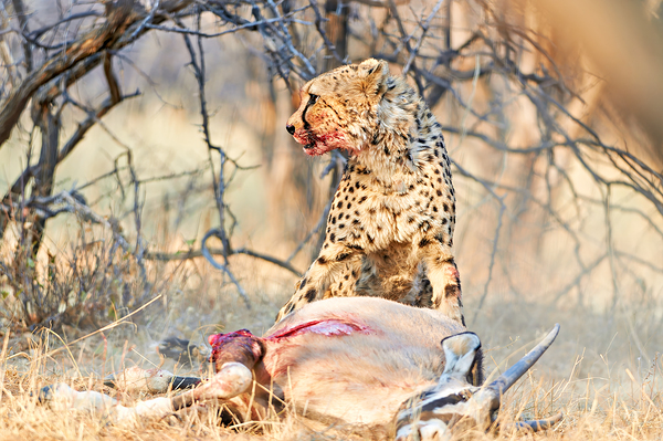 Cheetah feeds on prey in okonjima reserve in namibia Digital Download