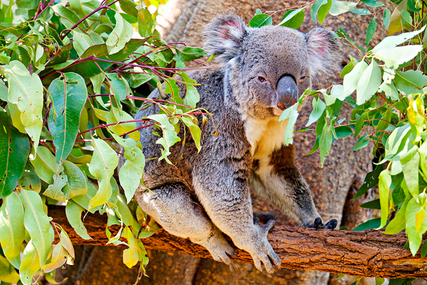 Koala sits on a branch surrounded by eucalyptus leaves. Digital Download
