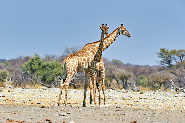 Giraffes walking together in Etosha National Park Namibia Digital Download