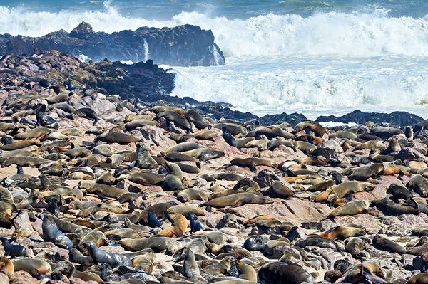 Cape fur seals resting on Skeleton Coast in Namibia near Cape Cr Digital Download