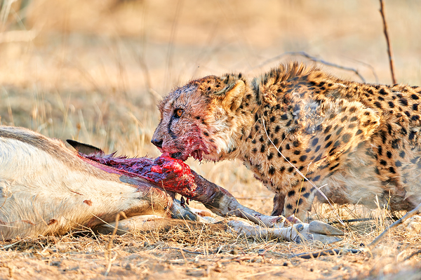 Cheetah feeding on prey in Okonjima Reserve Namibia Digital Download