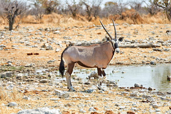Gemsbok oryx drinking near water in Etosha National Park Namibi Digital Download