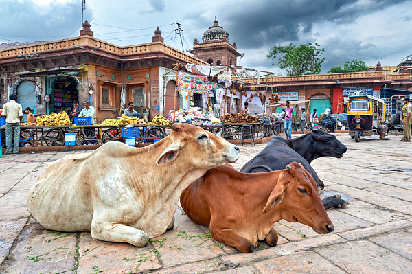 Cows resting at Sardar Market in Jodhpur Rajasthan during the d Digital Download