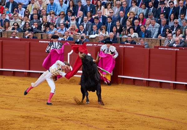 ANDALUSIA SPAIN. Bullfight in Seville Arena Digital Download