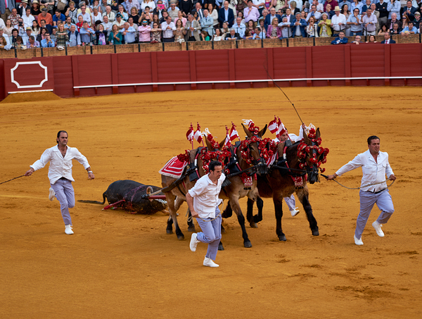 ANDALUSIA SPAIN. Bullfight in Seville Arena Digital Download