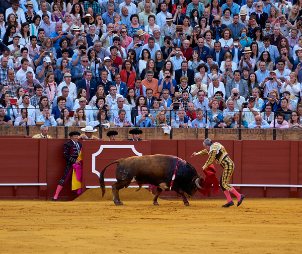 ANDALUSIA SPAIN. Bullfight in Seville Arena Digital Download