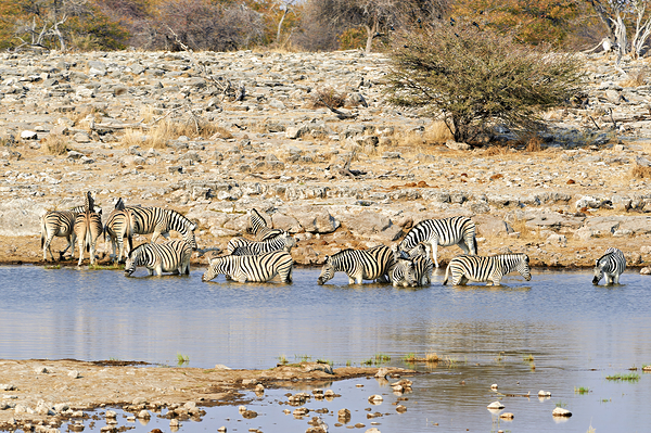 Namibia. Etosha National Park. Zebras drinking at a waterhole Digital Download