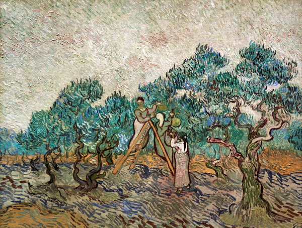 Vincent Van Gogh - The Olive Orchard - 1889 Digital Download