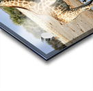 Namibia. Etosha National Park. Giraffe drinking at a waterhole Acrylic print