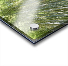 Japan. Kyoto. Arashiyama Bamboo Grove Acrylic print