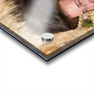 Jerusalem Israel. Orthodox jews praying at the wailing wall Acrylic print