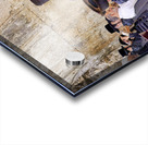 Jerusalem Israel. Orthodox jews praying at the wailing wall Acrylic print