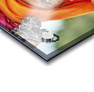 India Rajasthan. Portrait of an old woman Acrylic print