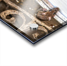 India Rajasthan. Shree Karni Mataj Temple The temple of thousands rats in Deshnok Acrylic print