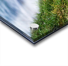 Puffins in Borgarfjörður Eystri reserve sanctuary. Iceland Acrylic print