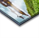 Puffins in Borgarfjörður Eystri reserve sanctuary. Iceland Acrylic print