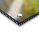 Puffins in Borgarfjörður Eystri reserve sanctuary. Iceland Acrylic print