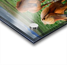 Wild Horses in Iceland Acrylic print