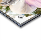 Syria. Aleppo. Girl smoking hookah and looking at her smartphone Acrylic print