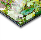 Koala sits on a branch surrounded by eucalyptus leaves. Acrylic print