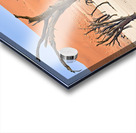 Dried camel thorn trees in Deadvlei pan in Namibia Acrylic print