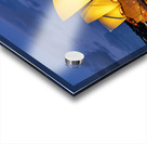 Sydney Opera House illuminated at dusk with harbor lights. Acrylic print