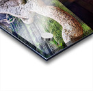 Massive tree roots engulfing ancient moss covered temple ruins. Acrylic print