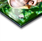 Smiling monk talks on phone with towel on head. Acrylic print