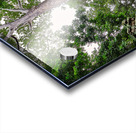 Giant tree roots engulf ancient temple ruins. Acrylic print