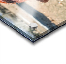 Traditional hair headdress worn by woman in Himba village in Nam Acrylic print