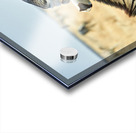 Zebras cuddle together in the wild at Etosha National Park in Na Acrylic print