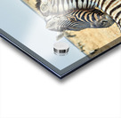 Zebras cuddle together in Etosha National Park in Namibia Acrylic print