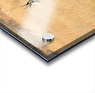 Springbok gazelle antelope walking in Etosha National Park Namib Acrylic print