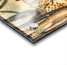 Cheetah feeding on its kill in Okonjima Reserve Namibia Acrylic print