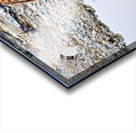 Giraffe drinks water at a waterhole in Etosha National Park Nam Acrylic print