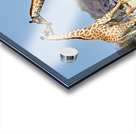 Giraffes cuddling in Etosha National Park in Namibia Acrylic print