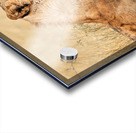 Lion resting in Etosha National Park Namibia during the day Acrylic print