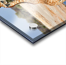 Giraffe drinks water at a waterhole in Etosha National Park Nami Acrylic print