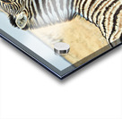 Zebras cuddle in Etosha National Park in Namibia during daylight Acrylic print