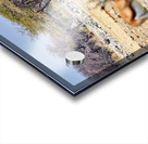 Giraffes and springboks in Etosha National Park Namibia Acrylic print