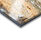 Gemsbok oryx drinking near water in Etosha National Park Namibi Acrylic print