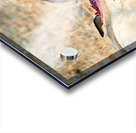 Cheetah feeding on its kill in Okonjima Reserve Namibia Acrylic print