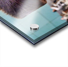 Jewish men study in Jerusalem at the Western Wall Acrylic print